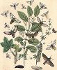Бабочки рода языканов (большехоботников), шмелевидок и стеклянниц. "Книга бабочек" Фридриха Берге, Штутгарт, 1870. 