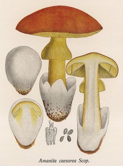 Мухомор Цезаря, или Цезарев гриб; Amanita caesarea Scop. (лат.). Дж.Бресадола, Funghi mangerecci e velenosi, т.I, л.1. Тренто, 1933

