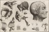Анатомия. Строение уха по Дювернею. (Ивердонская энциклопедия. Том I. Швейцария, 1775 год)