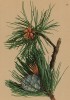 Стланик кедровый (Pinus cembra (лат.)), в одном килограмме семян которого около 15000 съедобных орешков (из Atlas der Alpenflora. Дрезден. 1897 год. Том I. Лист 14)