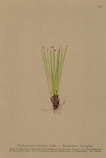 Пухонос в детстве (Trichophorum atrichum (лат.)) (из Atlas der Alpenflora. Дрезден. 1897 год. Том I. Лист 42)