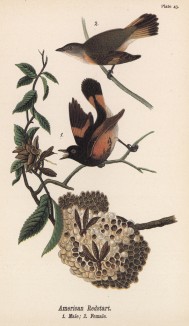 Самец и самка горихвостки американской (Setophaga ruticilla) (лист 43 известной работы Бенджамина Уоррена "Птицы Пенсильвании", иллюстрированной по мотивам оригиналов Джона Одюбона. США. 1890 год)