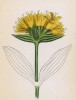 Горечавка Карпентера (Gentiana Charpentieri (лат.)) (лист 278 известной работы Йозефа Карла Вебера "Растения Альп", изданной в Мюнхене в 1872 году)