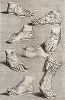 Обувь античной скульптуры. Лист из Sculpturae veteris admiranda ... Иоахима фон Зандрарта, Нюрнберг, 1680 год. 