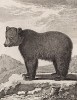 Бурый медведь (лист XVII иллюстраций к третьему тому знаменитой "Естественной истории" графа де Бюффона, изданному в Париже в 1750 году)
