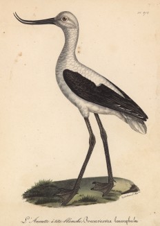 Шилоклювка белоголовая (лист из альбома литографий "Галерея птиц... королевского сада", изданного в Париже в 1825 году)