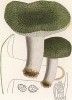 Сыроежка зеленоватая или чешуйчатая, Russula virescens Schaeff. Одна из самых вкусных сыроежек. Дж.Бресадола, Funghi mangerecci e velenosi, т.II, л.113. Тренто, 1933