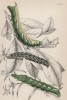 Гусеницы 1. Caterpillar of Metopsilus Tersa 2. C. of Sphinx Chionanthi 3. C. of sphinx Gaurae (лат.) (лист 6 XXXVII тома "Библиотеки натуралиста" Вильяма Жардина, изданного в Эдинбурге в 1843 году)
