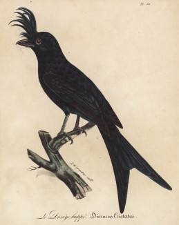 Хохлатый дронго (Dicrurus cristatus (лат.)) (лист из альбома литографий "Галерея птиц... королевского сада", изданного в Париже в 1822 году)