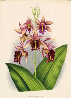 Орхидея PHAIUS x MARTHAE (лат.) (лист DLXI Lindenia Iconographie des Orchidées - обширнейшей в истории иконографии орхидей. Брюссель, 1897)