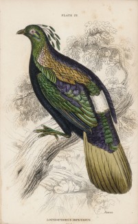 Монал (самец) (Lophophorus Impeyanus (лат.)) (лист 22 тома XX "Библиотеки натуралиста" Вильяма Жардина, изданного в Эдинбурге в 1834 году)
