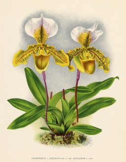 Орхидея CYPRIPEDIUM x LEEANUM OLIVACEUM (лат.) (лист DCCXCVIII Lindenia Iconographie des Orchidées - обширнейшей в истории иконографии орхидей. Брюссель, 1903)