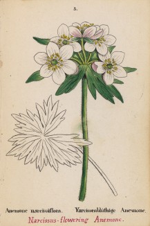 Ветреница, или анемона пучковая (нарциссоцветная) (Anemone narcissiflora (лат.)) (лист 5 известной работы Йозефа Карла Вебера "Растения Альп", изданной в Мюнхене в 1872 году)