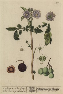 Великий картофель (Solanum tuberosum (лат.)) из рода паслён (Solanum) семейства паслёновые (Solanaceae). (лист 587 "Гербария" Элизабет Блеквелл, изданного в Нюрнберге в 1760 году)