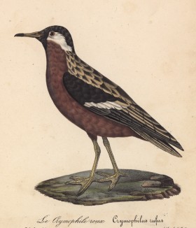 Муравьеловка золотогузая (лист из альбома литографий "Галерея птиц... королевского сада", изданного в Париже в 1825 году)