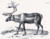 Северный олень летом (лист 62 первого тома работы профессора Шинца Naturgeschichte und Abbildungen der Menschen und Säugethiere..., вышедшей в Цюрихе в 1840 году)