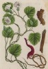 Оперкулина терпетум (Operculina turpethum (лат.)) -- отличное слабительное согласно аюрведе (лист 397 "Гербария" Элизабет Блеквелл, изданного в Нюрнберге в 1757 году)
