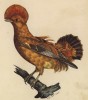 Оранжевый скалистый петушок из семейства манакины (лист из альбома литографий "Галерея птиц... королевского сада", изданного в Париже в 1825 году)