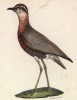 Новозеландский бегунок (лист из альбома литографий "Галерея птиц... королевского сада", изданного в Париже в 1825 году)