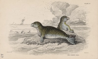 Тюлень обыкновенный (Phoca vitulina (лат.)) (лист 18 тома VII "Библиотеки натуралиста" Вильяма Жардина, изданного в Эдинбурге в 1838 году)