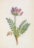 Астрагал пурпурный (Astragalus purpureus (лат.)) (лист 123 известной работы Йозефа Карла Вебера "Растения Альп", изданной в Мюнхене в 1872 году)