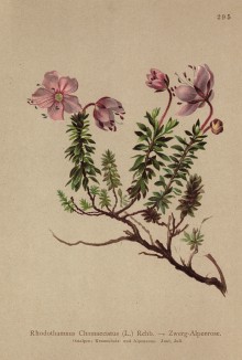 Рододендрон карликовый (Rhodothamnus chamaecistus (лат.)) (из Atlas der Alpenflora. Дрезден. 1897 год. Том III. Лист 295)