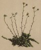 Камнеломка шероховатая (Saxifraga aspera (лат.)) (из Atlas der Alpenflora. Дрезден. 1897 год. Том II. Лист 190)
