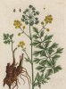 Иранский любисток, или зимний сельдерей (Levisticum (лат.)) (лист 275 "Гербария" Элизабет Блеквелл, изданного в Нюрнберге в 1757 году)