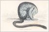 Копия «Мирикина, или дурукули (Aotes Trivirgatus (лат.)). Южноамериканская обезьяна, живущая в дуплах деревьев (лист 24 тома II "Библиотеки натуралиста" Вильяма Жардина, изданного в Эдинбурге в 1833 году)»