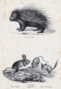 Дикобраз и всяческие тушканчики (лист 38 первого тома работы профессора Шинца Naturgeschichte und Abbildungen der Menschen und Säugethiere..., вышедшей в Цюрихе в 1840 году)