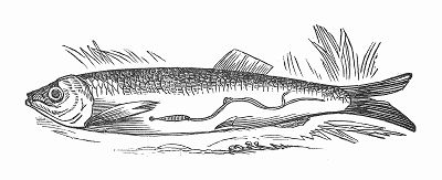 Иллюстрация в британской книге XIX века по рыбной ловле, на которой изображена рыба, содержащая в себе паразита (The Illustrated London News №96 от 02/03/1844 г.)