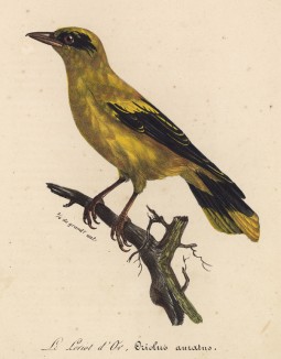 Иволга золотистая (Oriolus aurutus (лат.)) (лист из альбома литографий "Галерея птиц... королевского сада", изданного в Париже в 1822 году)