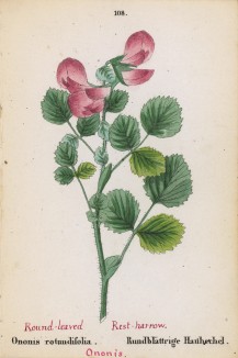 Хелижник круглолистный (Ononis rotundifolia (лат.)) (лист 108 известной работы Йозефа Карла Вебера "Растения Альп", изданной в Мюнхене в 1872 году)
