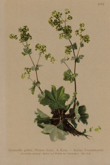 Манжетка голая (Alchemilla glabra (лат.)) (из Atlas der Alpenflora. Дрезден. 1897 год. Том III. Лист 230)