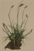 Ожика колосистая (Luzula spicata (лат.)) (из Atlas der Alpenflora. Дрезден. 1897 год. Том I. Лист 40)