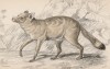 Бразильская лиса Cerdocyon guaraxa (лат.) (лист 28 тома IV "Библиотеки натуралиста" Вильяма Жардина, изданного в Эдинбурге в 1839 году)