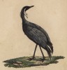 Журавль-красавка (лист из альбома литографий "Галерея птиц... королевского сада", изданного в Париже в 1822 году)