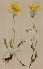 Ястребинка мохнатая (Hieracium villosum (лат.)) (из Atlas der Alpenflora. Дрезден. 1897 год. Том V. Лист 497)