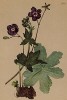 Герань тёмно-бурая (Geranium phaeum (лат.)) (из Atlas der Alpenflora. Дрезден. 1897 год. Том III. Лист 260)