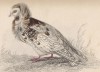 Хохлатый голубь (Columba cucullata (лат.)) (лист 14 тома XIX "Библиотеки натуралиста" Вильяма Жардина, изданного в Эдинбурге в 1843 году)