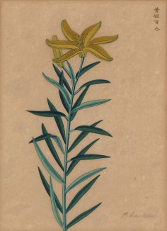Лилия жёлтая средняя. Французская ксилография 1900-х гг.