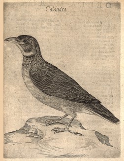Степной жаворонок, он же джурбай, он же каландра. Из первого (1622 г.) издания работы итальянского философа и натуралиста Джованни Пьетро Олины (1585-1645) Uccelliera overo discorso della natura, e proprieta di diversi uccelli…