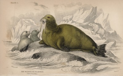Морж (Trichechus (лат.)) (лист 1 тома VI "Библиотеки натуралиста" Вильяма Жардина, изданного в Эдинбурге в 1843 году)