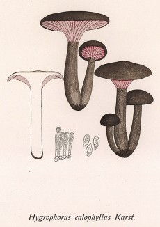 Гигрофор благородный, Hygrophorus caryophyllus Karst. (лат.). Дж.Бресадола, Funghi mangerecci e velenosi, т.I, л.88. Тренто, 1933