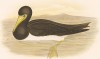 Бурая олуша, Sula fiber (лат.). G.J.Broinowski. The Birds of Australia comprising three hundred full-pagе illustrations... Т.I, л.VI. Мельбурн, 1890