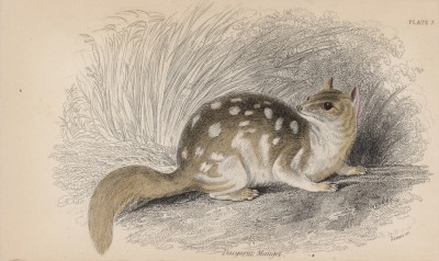 Тигровая сумчатая куница (Dasyurus Maugei (лат.)) (лист 7 тома VIII "Библиотеки натуралиста" Вильяма Жардина, изданного в Эдинбурге в 1841 году)