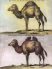 Верблюды из Египта и Персии. Английская гравюра конца XVIII столетия