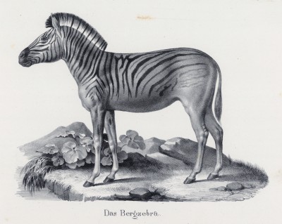 Горная зебра (лист 55 первого тома работы профессора Шинца Naturgeschichte und Abbildungen der Menschen und Säugethiere..., вышедшей в Цюрихе в 1840 году)
