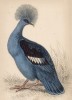 Венценосный голубь (Lophyrus coronata (лат.)) (лист 30 тома XIX "Библиотеки натуралиста" Вильяма Жардина, изданного в Эдинбурге в 1843 году)