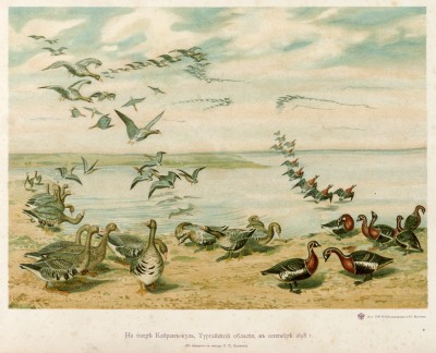 На озере Кайран-Куль Тургайской области, в сентябре 1898 года (иллюстрация к известной работе Сергея Алфераки "Гуси России", изданной в Москве в 1904 году)